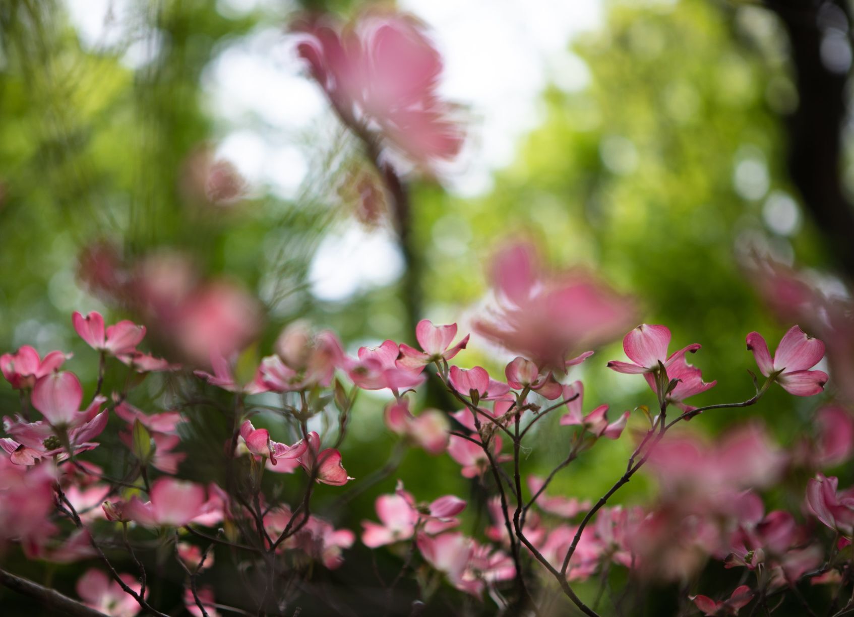 Spring Blooms in St. Charles
